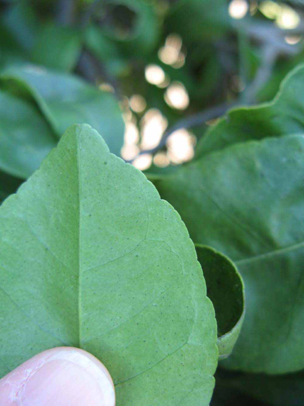              Margin (Winter Haven, FL)       